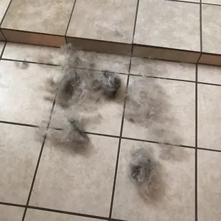 After having my dog fully groomed and even a de-shed, I still had to brush parts of his winter coat off.