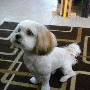 Best Dog Groomer in town!!!