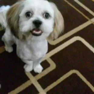 Smiles for the camera because he had fun at Pet Hero's