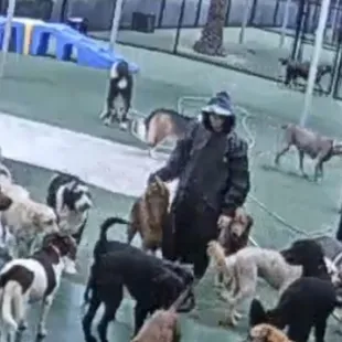 Cooper &amp; Cody on each side of this awesome Pet Paradise employee.  Rain or shine they have a blast here and always get so much love