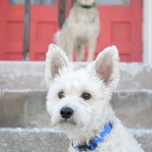 Guster &amp; Louie  
Photo shoot for local magazine ..
Groomed by Victoria Martin
