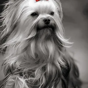 We like our dogs looking their very best !