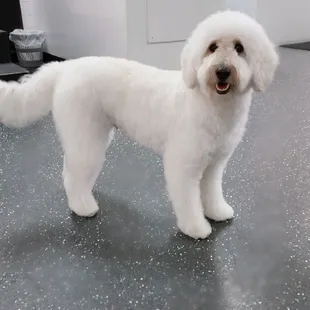 Victoria specializes in Doodles &amp; Goldens.