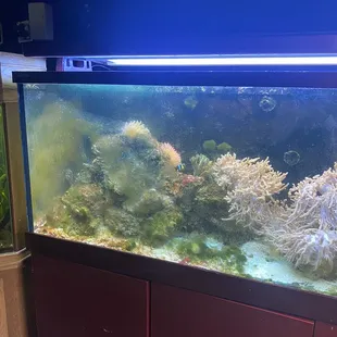 algae