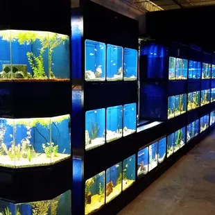 Freshwater Community and Cichlids