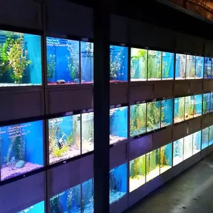 Freshwater Community Fish