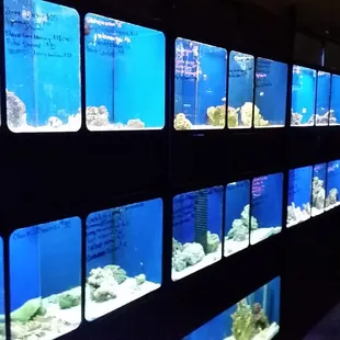 Saltwater Fish