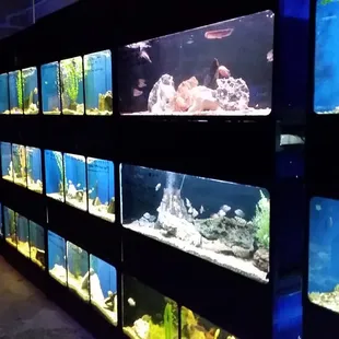 Freshwater Cichlids