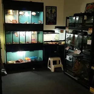 Reptile room