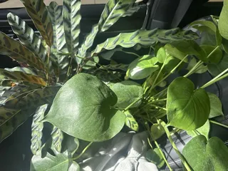 Luxury Garden Center