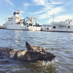 Cain swimming in the river!