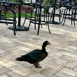 Unexpected dinner date