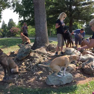 Dog training at the park