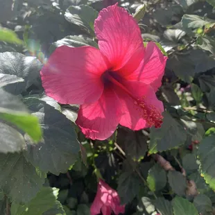 Hibiscus