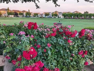 Rose Gate Park