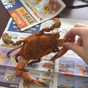 Medium male