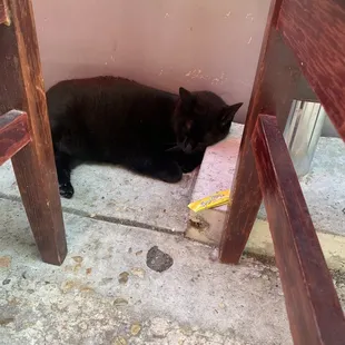 The restaurant's "resident celebrity". I believe it's name is Xing Xing. Very chill little guy.