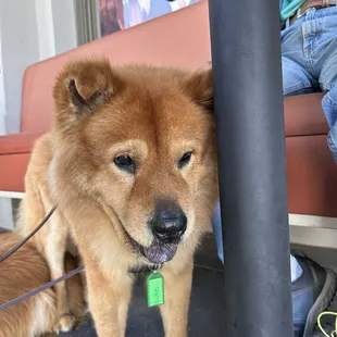 Dog friendly - outside patio