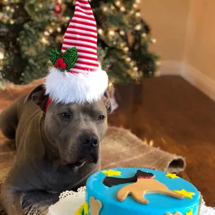 a dog wearing a santa hat next to a birthday cake