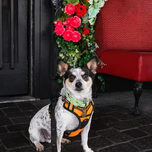 a Patio Pup on our dog-friendly patio!