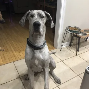 My Great Dane!