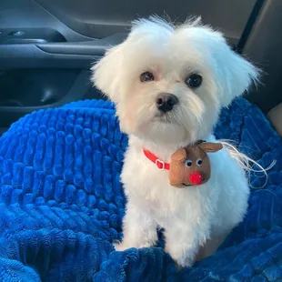 My 5lb Maltese