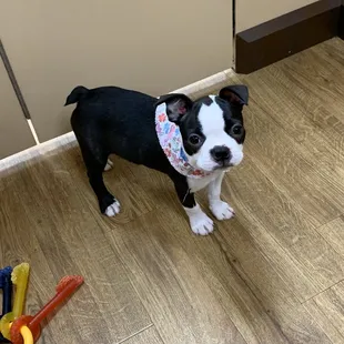 Petland Wichita West