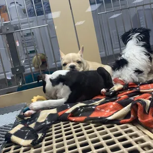 Some very cute puppies.