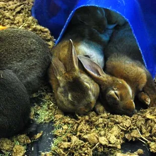 Bunnies sleeping at Petland