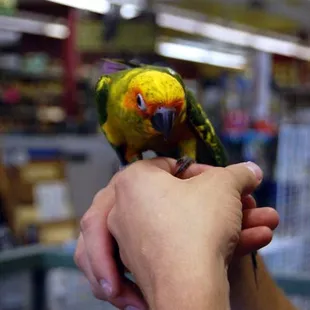 A bird at Petland