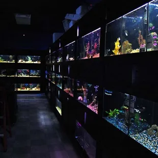 The fish department