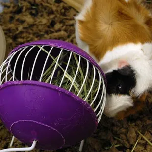 Guinea pig
