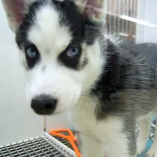 Sweety Husky pup at Petland.