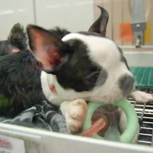 Boston playing with a toy in his cage at Petland.