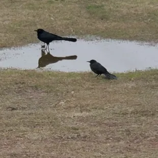 Blackbirds of the parking lot