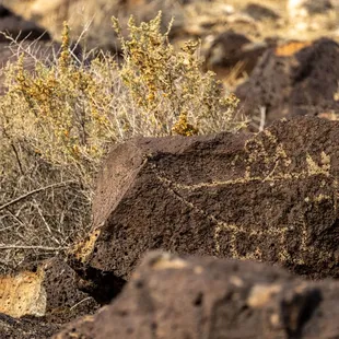 Petroglyph National Monument