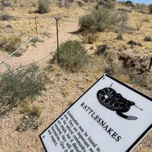 Snakes.... Rattlesnakes... gotta run