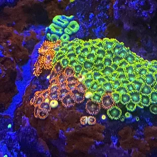 Other view of my Zoa garden