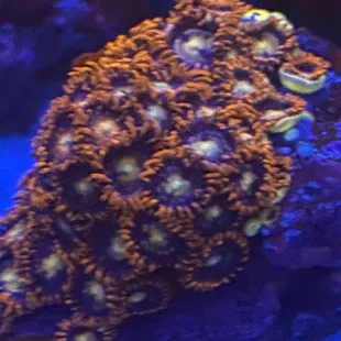 Zoa colony grown from a petropolis frag