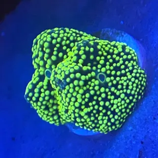 Mushroom purchased from petropolis.