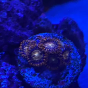 Fire and ice frag from this shop