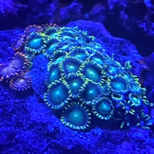 Original zoa frag containing gsp. 10$!