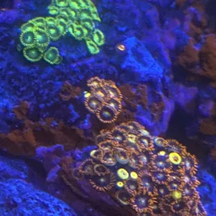 Both colonies started as frags from petropolis