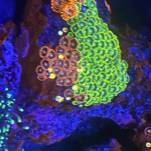 Zoa colony grown from petropolis frags.