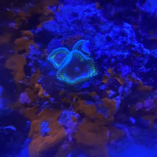 Paly grandis frag from this shop