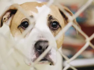 Jessamine County Animal Care & Control