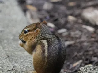 Salato Wildlife Center