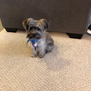 Our puppy after he was groomed