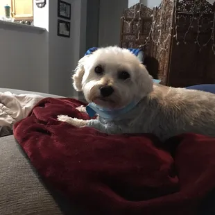 Doggie after being groomed. They did a fantastic job!