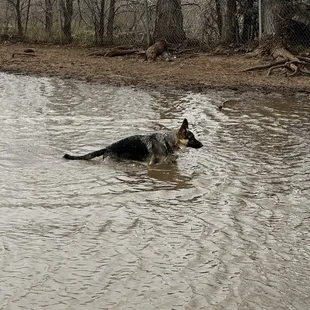 our gsd swimming for the first time!